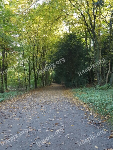 Autumn Forest Forest Path Autumn Sun Free Photos