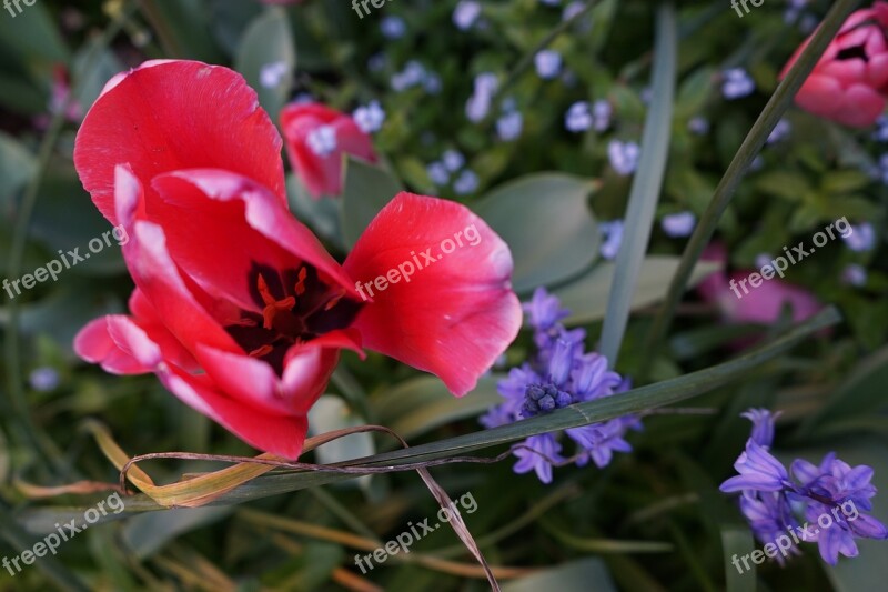 Flower Garden Flower Garden Landscape Garden Nature