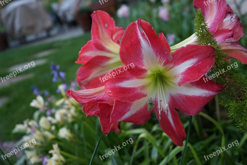 Flower Garden Flower Garden Landscape Garden Nature