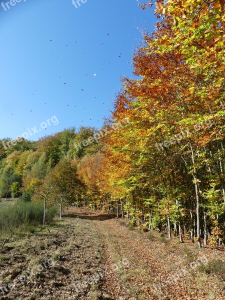 Golden October In The Forest Emerge Autumn Motives