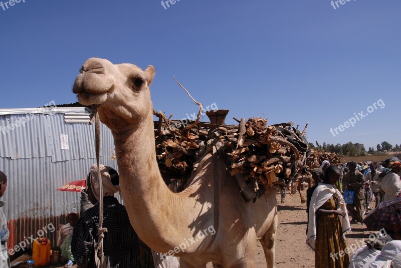 Animals Camel Africa Ethiopia Free Photos