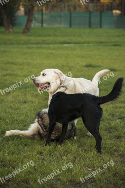 Dogs Playing Happy Puppy Fun