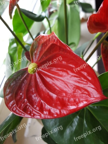 Anthurium Blossom Bloom Flower Free Photos