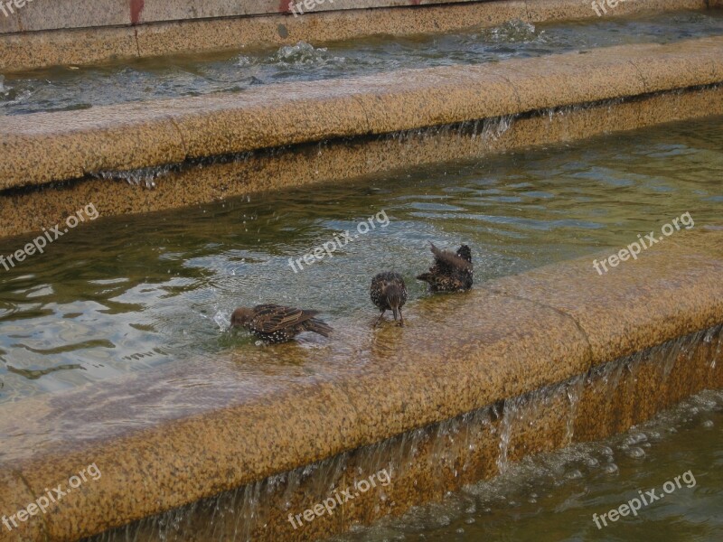 Birds Water Bird Nature Fauna