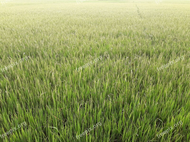 Rice Paddies Nine Rice Cooked The Golden Rice Harvested Rice Field Vietnam