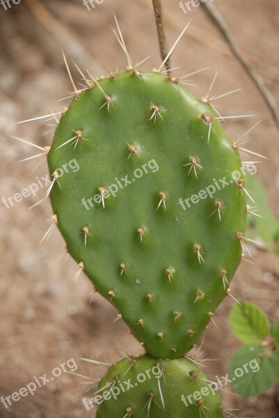 Cactus Thorns Nature Tlapa De Comonfort Gro