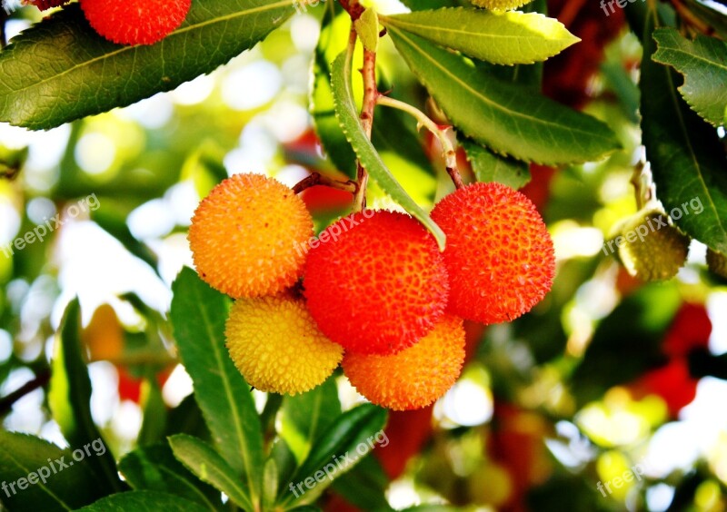 Arbutus Vitamin Fruit Free Photos