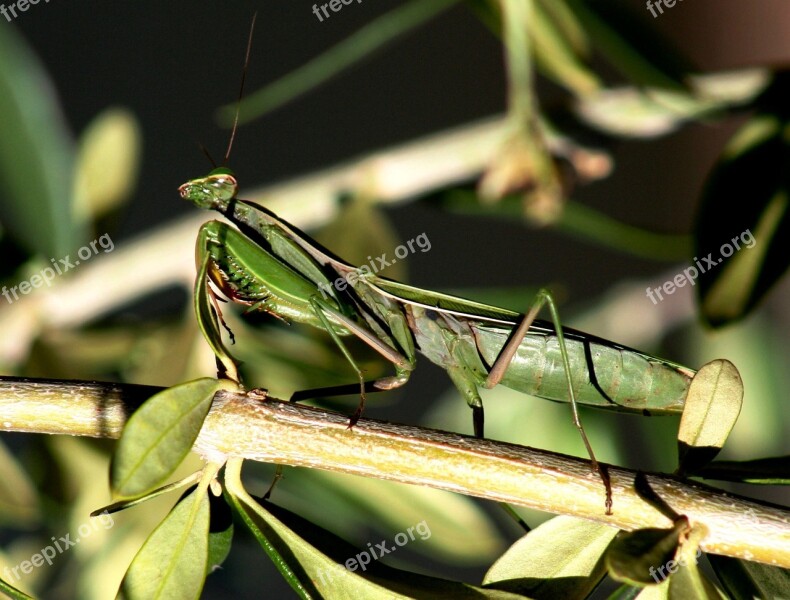 Insect Mantis Mantis Religiosa Discretion Nature