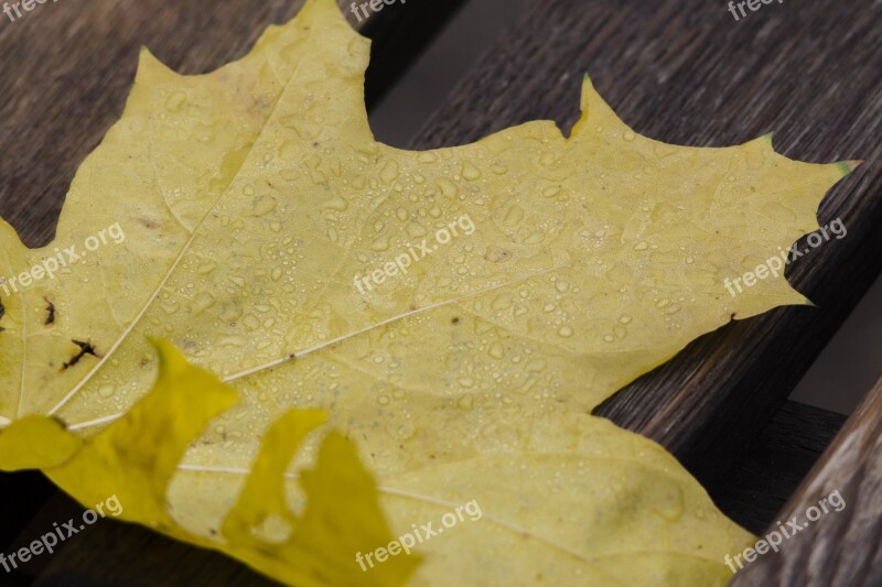 Drops Sheet Maple Rosa Leaves