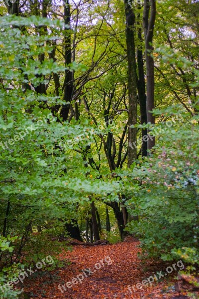 Trees Woodland Wood Forest Season