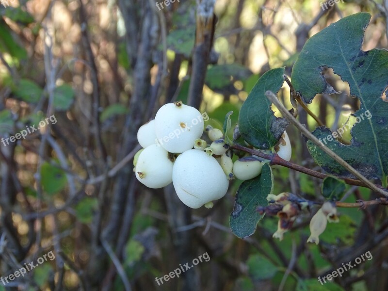 Berry Fetus Nature Branch Bush