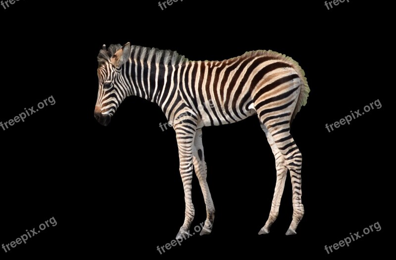 Zebra Young Isolated Black Background Young Zebra