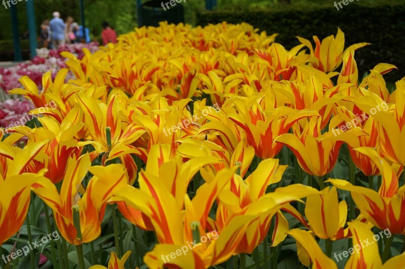 Yellow Tulips Flowers Keukenhof Free Photos