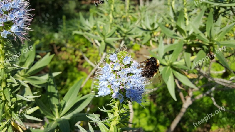 Madeira Funchal Botanical Garden Bee Blossom