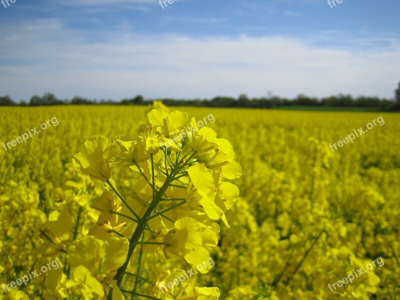 Oilseed Rape Field Yellow Landscape Rape Blossom