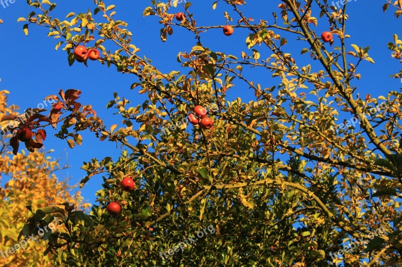 Autumn Apple Fruit Tree Colorful