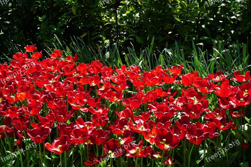 Red Tulips Keukenhof Flowers Free Photos