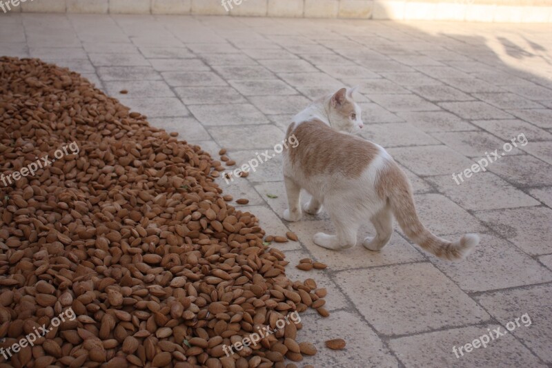 Cat Almonds Sicily Agriculture Free Photos