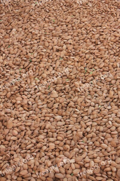 Almonds Agriculture Collection Sicily Free Photos