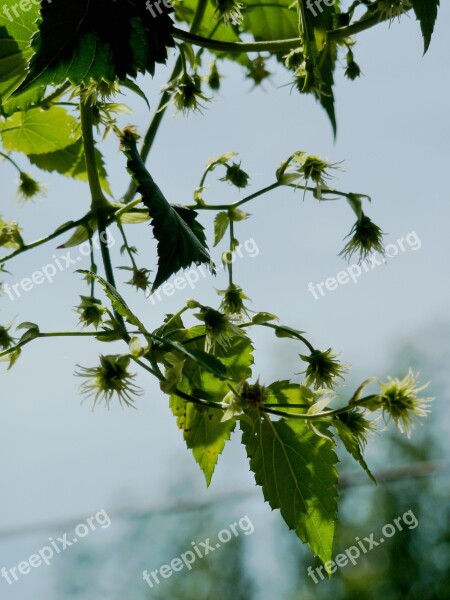 Hops Beer Umbel Brew Hopfendolde