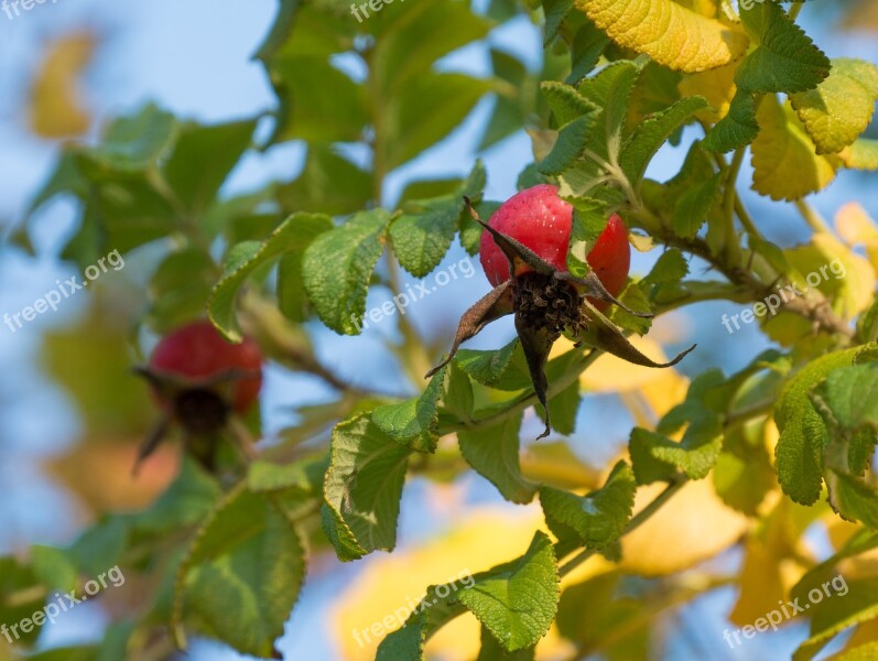 Rose Hip Red Autumn Leaves Yellow