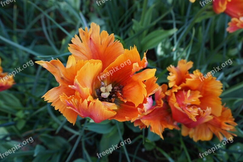 Tulip Orange Bulb Free Photos