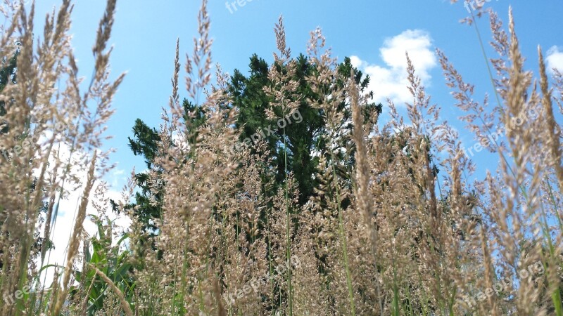 Grasses Summer Nature Meadow Green