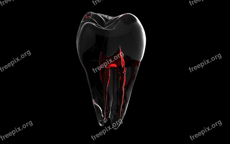 Tooth 3d Model Root Free Photos