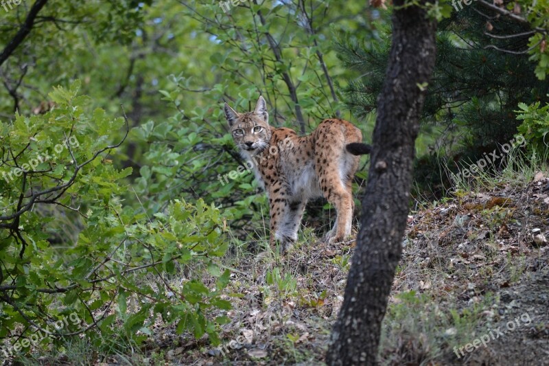 Lynx Cat Wildcat Sivas Free Photos