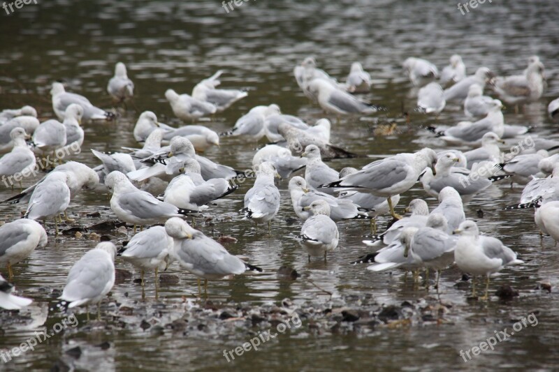 Sea Gulls Birds Animals Devils Lake Outdoors