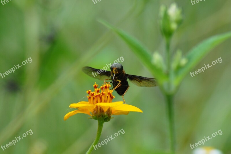 Sting Regional Flying Insect Wings Tlapa De Comonfort Gro