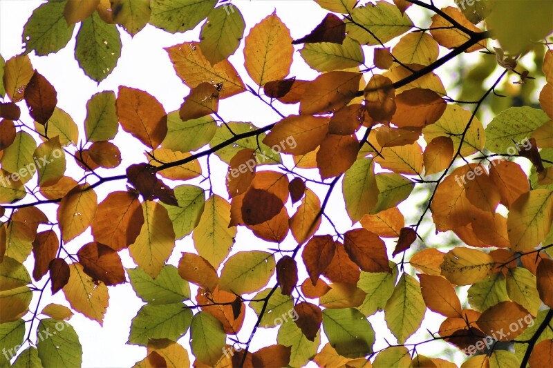 Leaves Backlighting Autumn Forest Macro