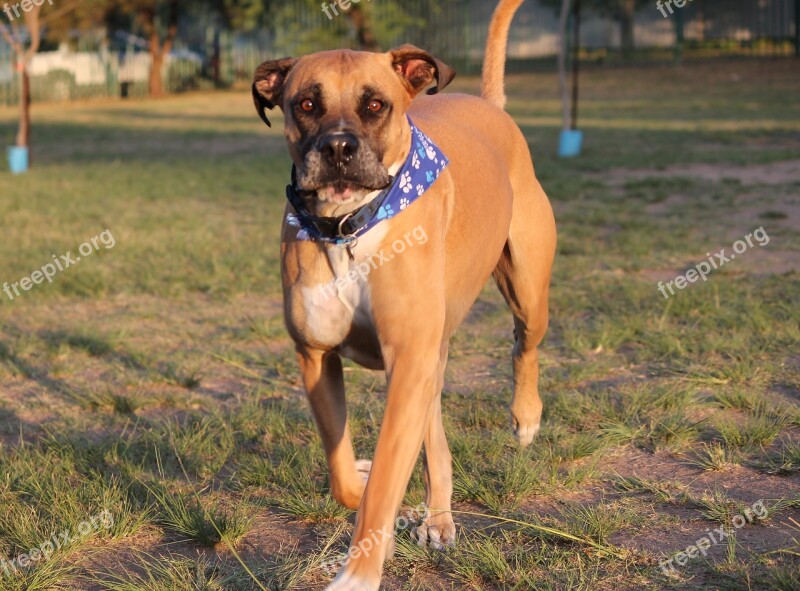 Dogs Bullmastiff Walk Fun Pet