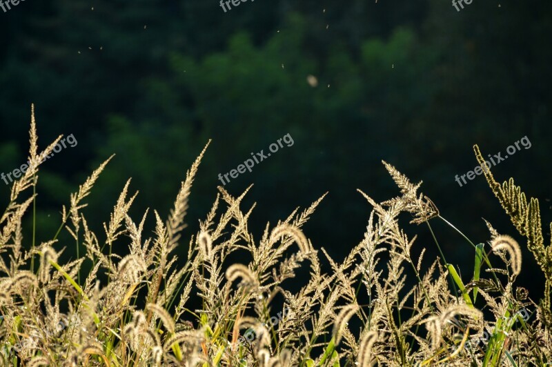 Silver Grass Silver Pool Autumn Reed Nature