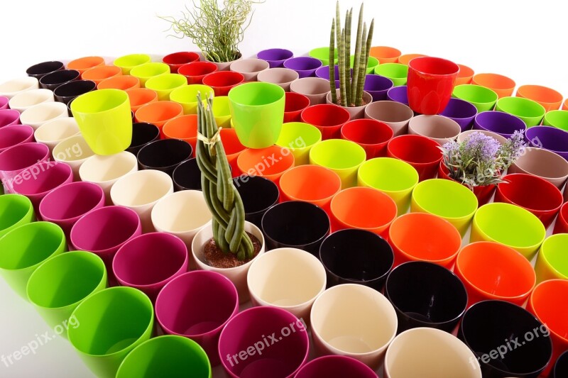 Plants Flowerpots Color Colorful Plastic