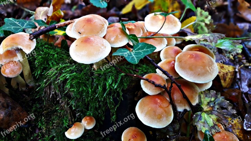 Mushrooms Trunk Snagit Spróchniały Stock Nature