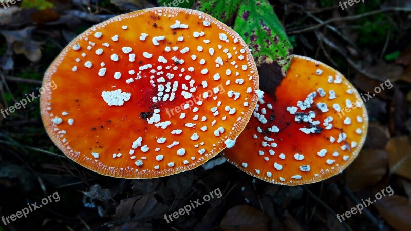 Amanita Mushroom Poisonous Forest Fly Agaric Red