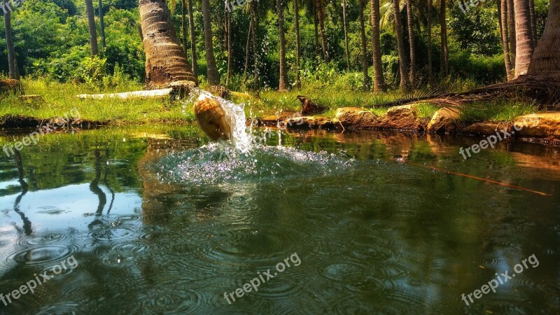 Coconut Water Well Tress Sunlight