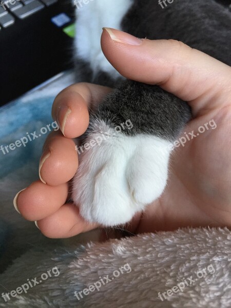 Cat Grey Cat Cat Paw Animal Paw