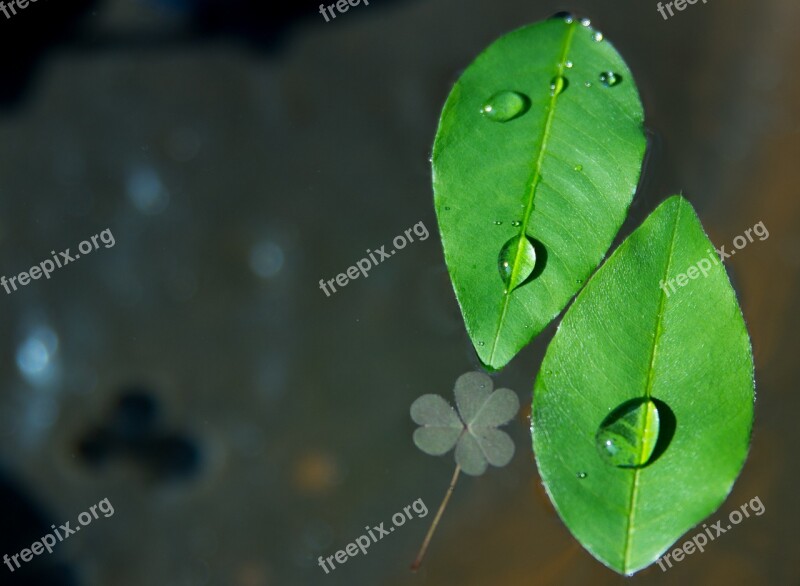 Trickle The Leaves Plants Leaf Abstract