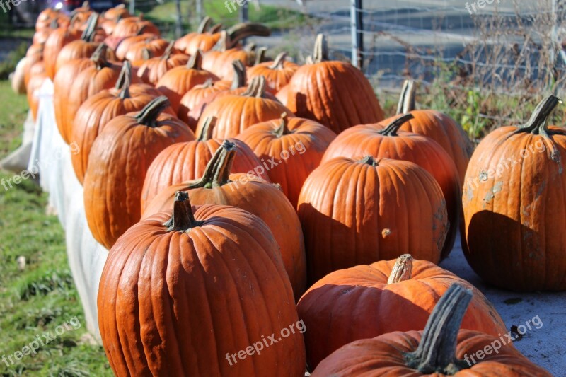 Pumpkin Autumn Orange Great Pumpkin Halloween