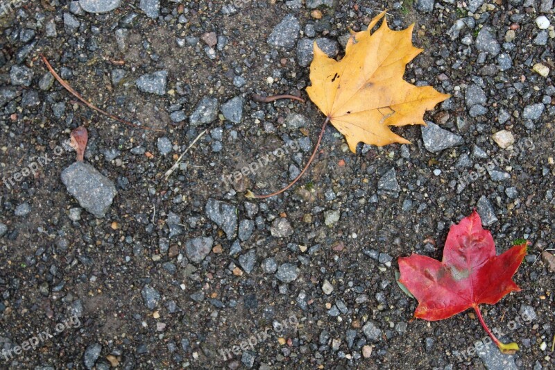 Autumn Leaf Leaves Fall Foliage Background