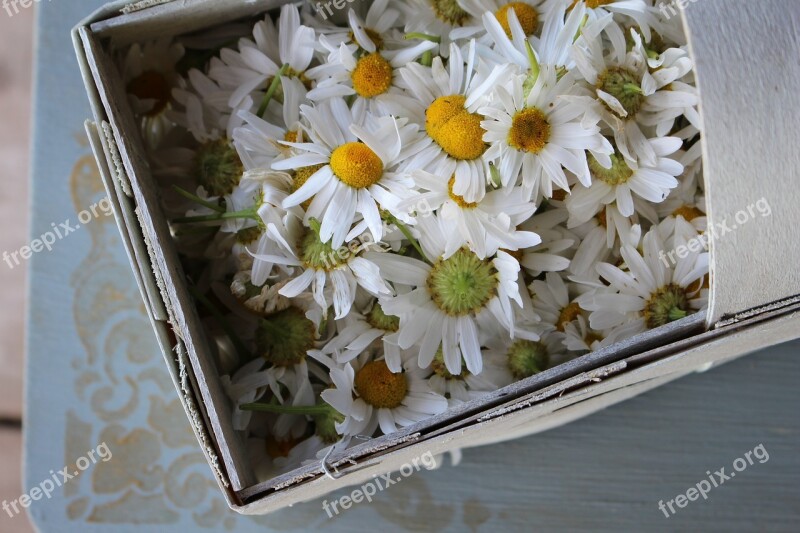 Chamomile Flowers Summer Wildflowers Free Photos