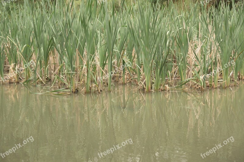 Cañas Water River Fishing Nature