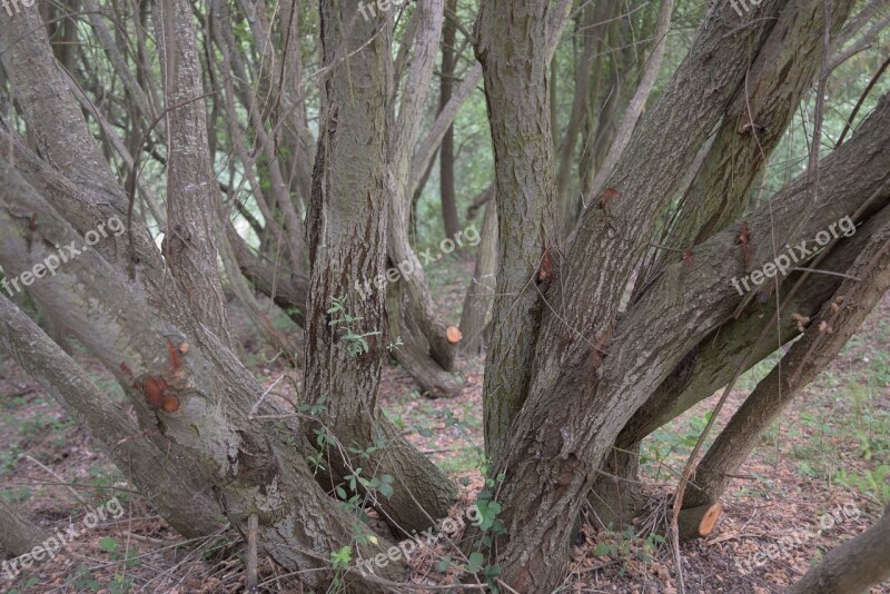 Trunk Trees Field Tree Bark