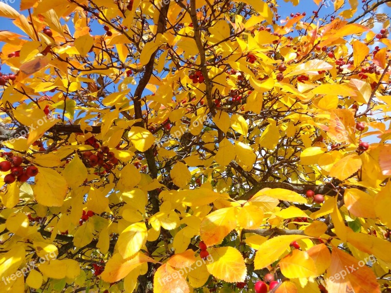 Beauty Autumn Nature Landscape The Beauty Of Autumn