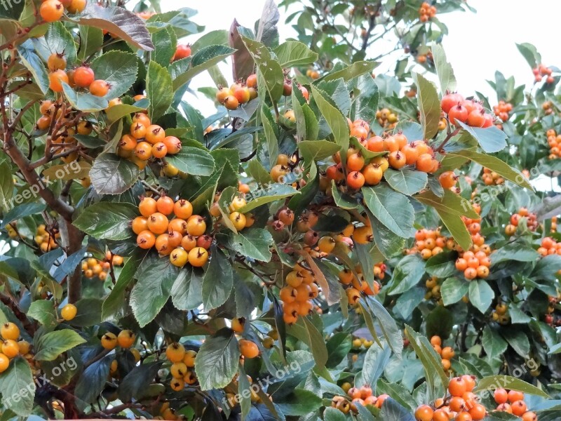 Autumn Fruits Of Autumn Nature The Beauty Of Autumn Shrubs