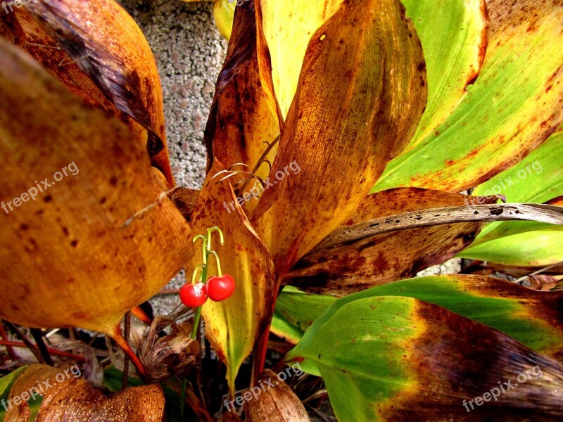 Autumn Lily Of The Valley Transience Berry Free Photos