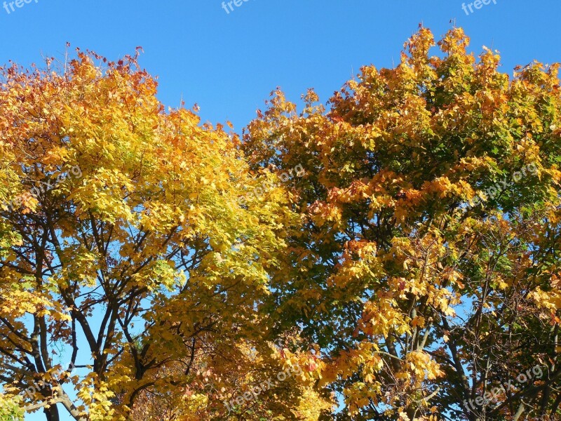 Autumn October Golden October Golden Autumn Leaves