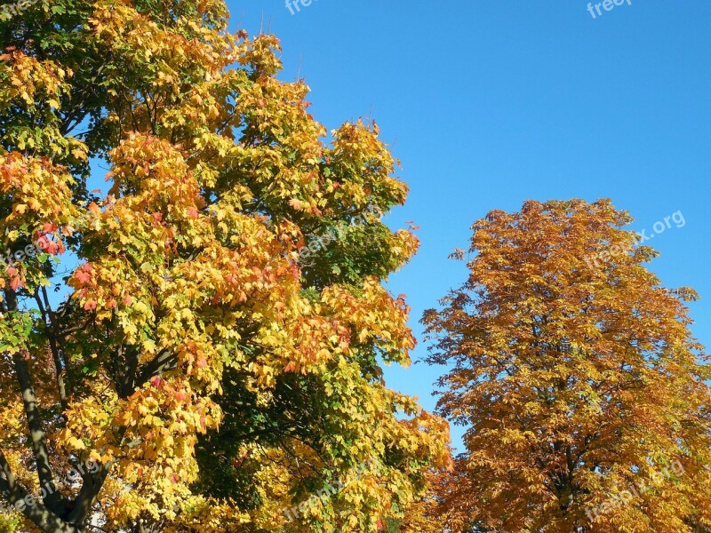 Autumn October Golden October Golden Autumn Leaves